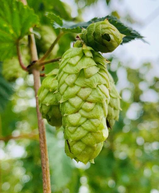 HOPS｜ホップ – Dank Hop Collection.