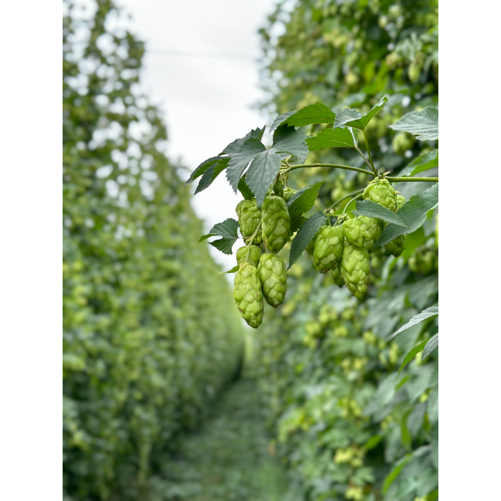 Elani™(YQH-1320-EXP) – Dank Hop Collection.