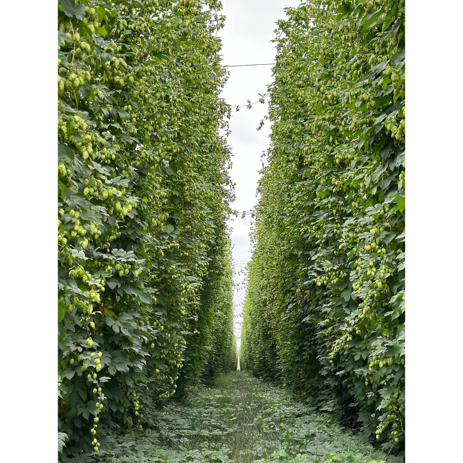 Azacca® (ADHA-483) CGX™ (Cryogenic Lupulin Pellets) – Dank Hop