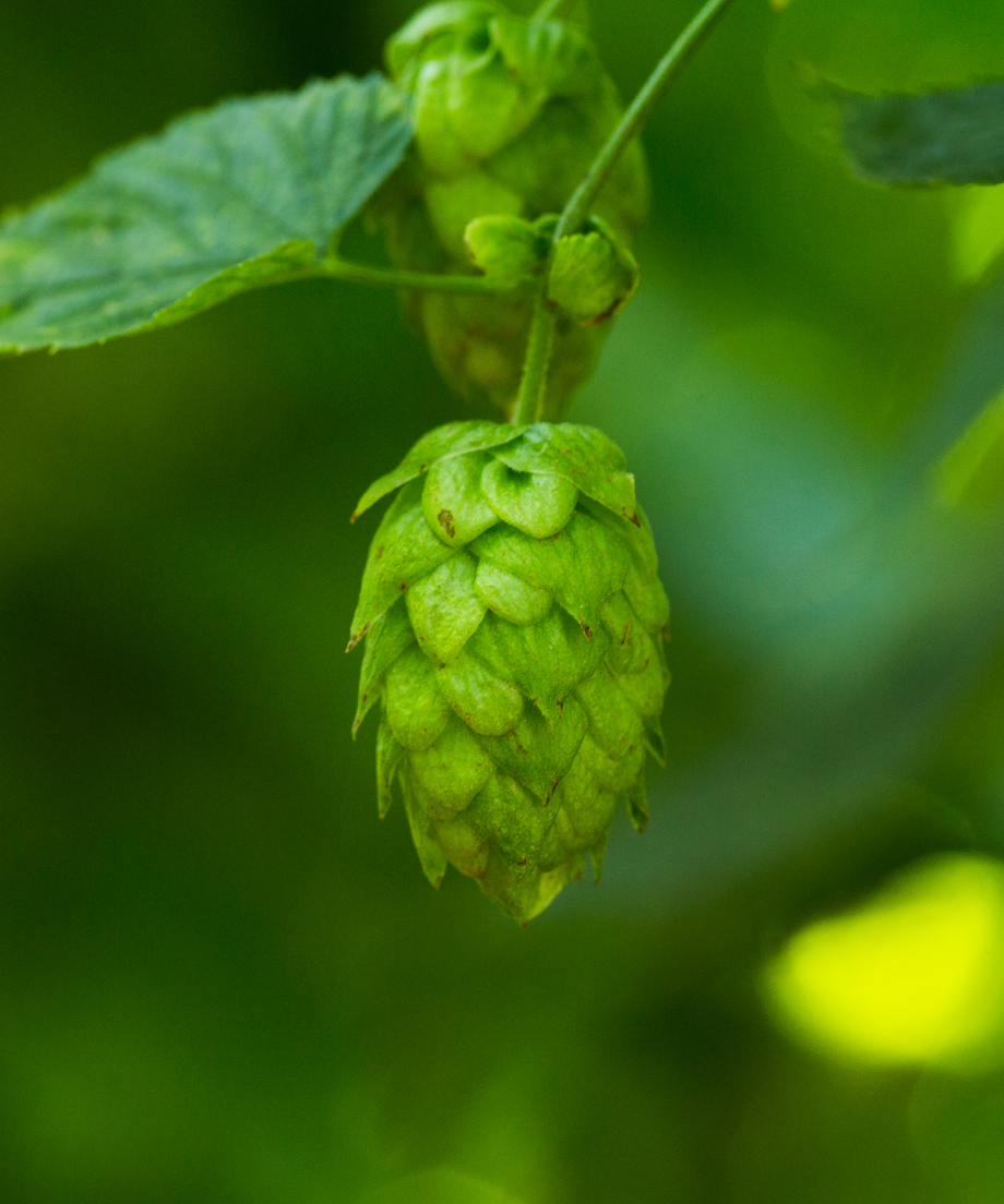 Citra® HBC 394 – Dank Hop Collection.